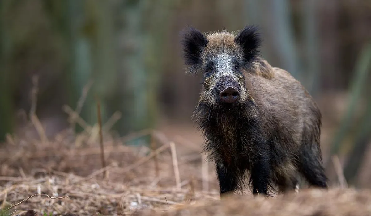 Кабан в лесу